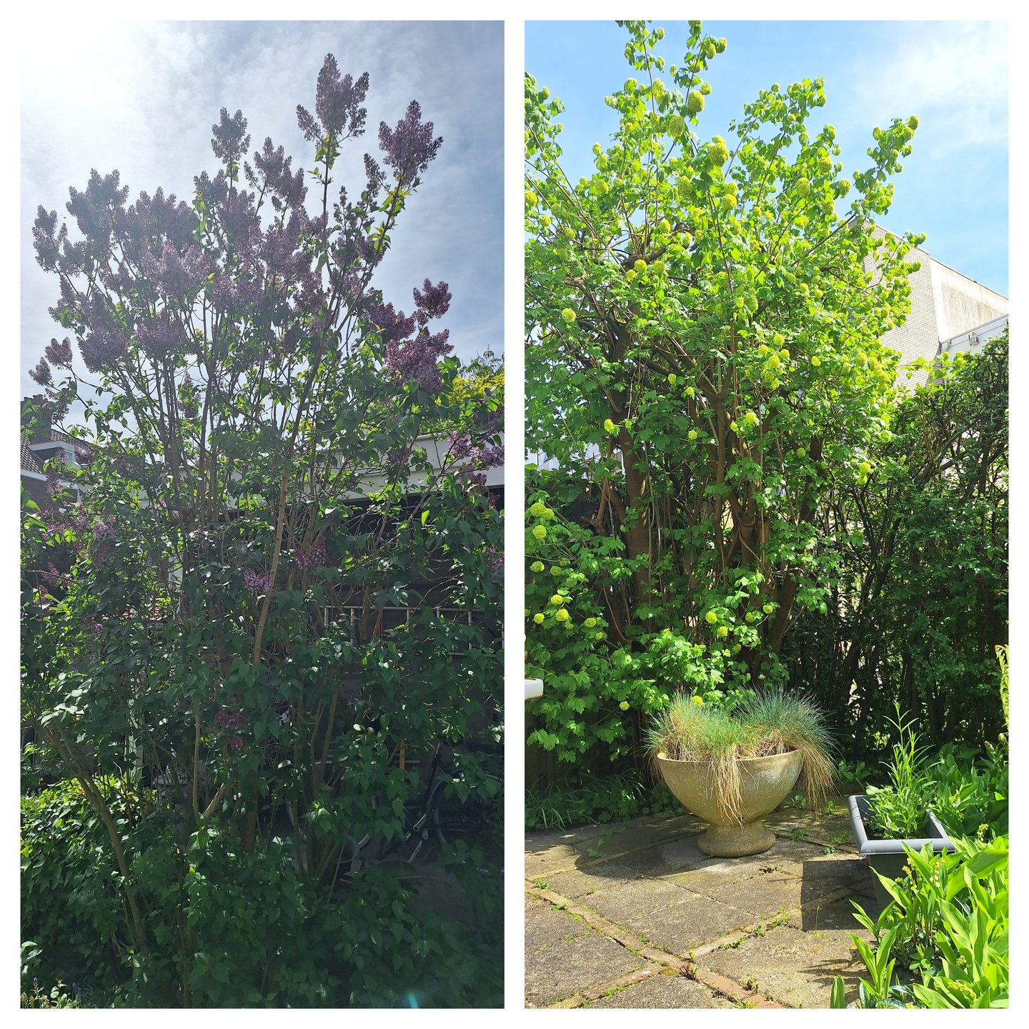 tuin
